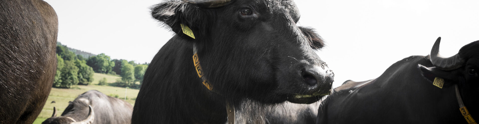 C61e522 1686089106345 file6vxunwp1nclm2wc7h8o