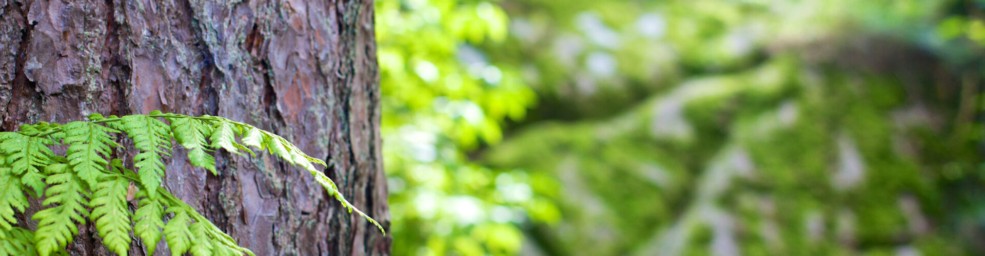 Photo nature lpne cpno 1