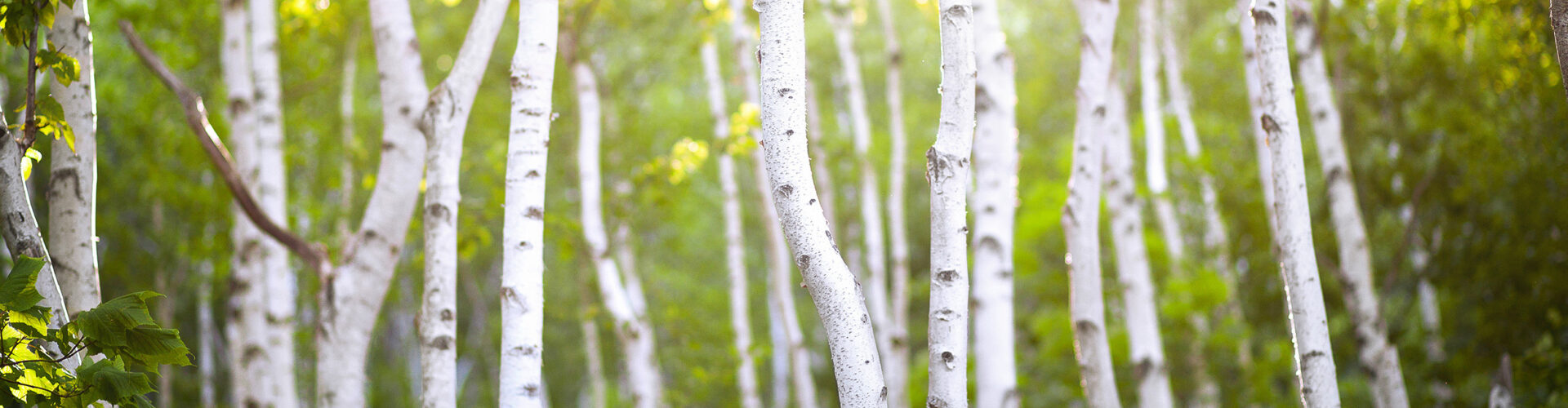 Photo nature lpne cpno 2