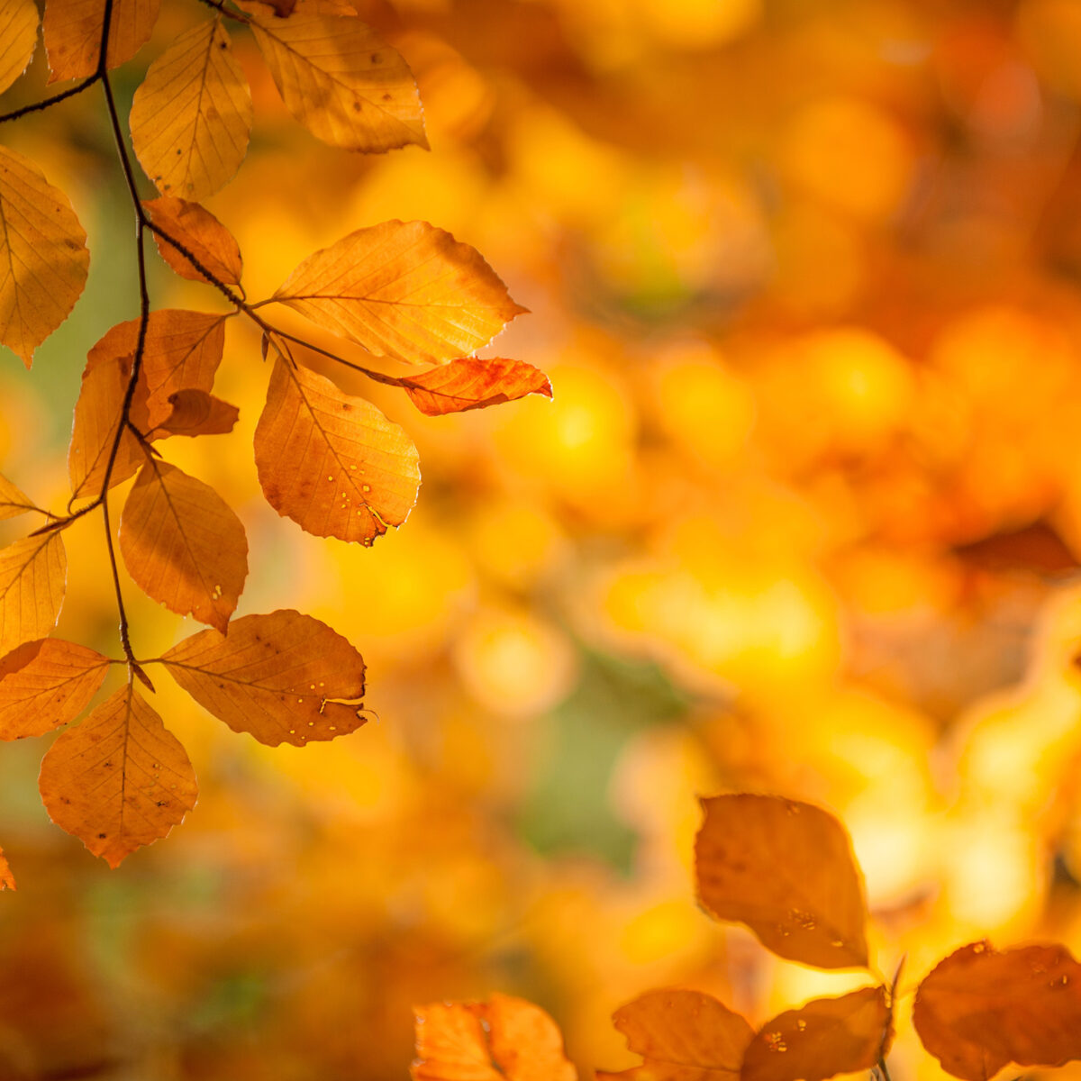 Photo nature lpne cpno 6