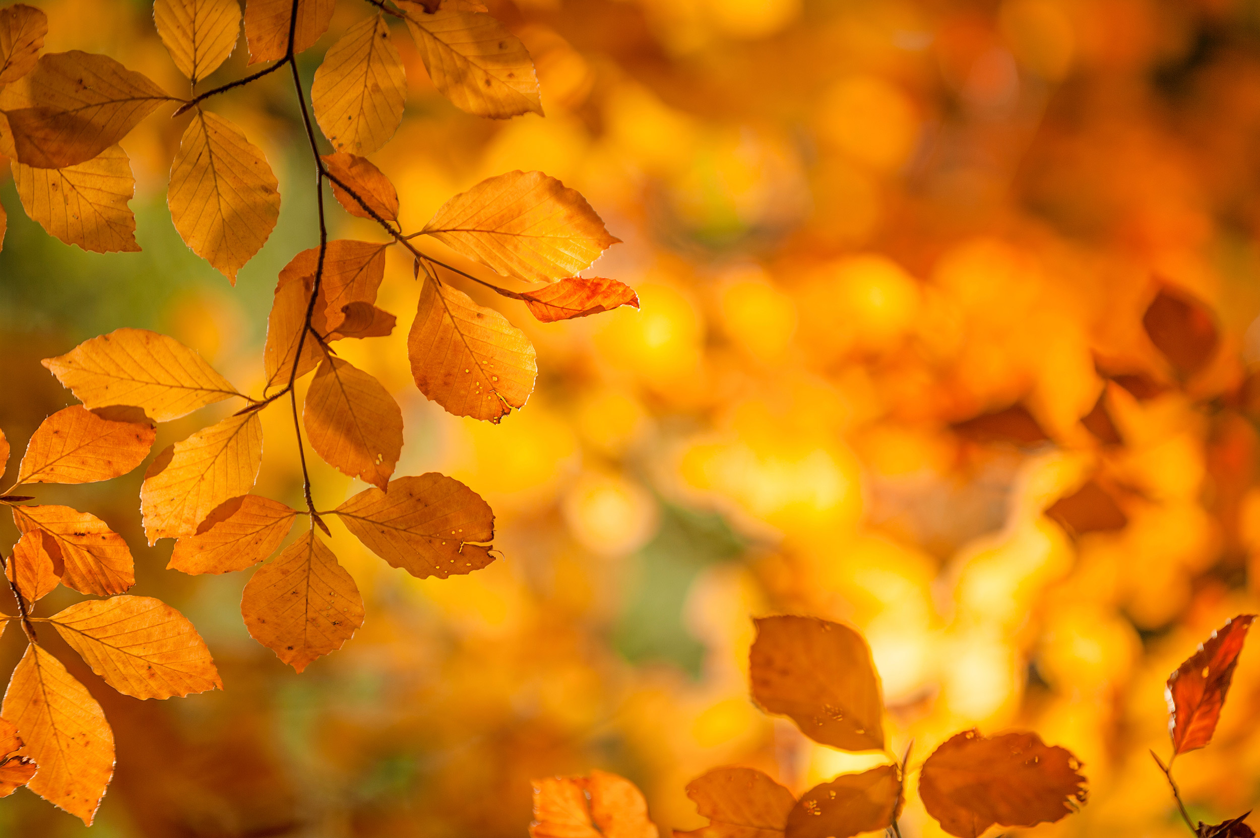 Photo nature lpne cpno 6